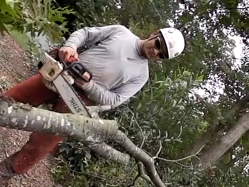 770 Arborist Emergency Tree & Crane Service photo 3