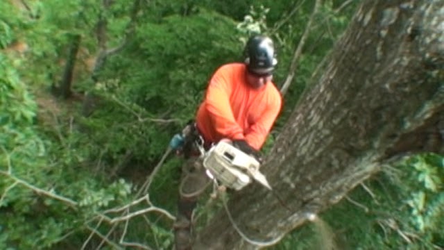 770 Arborist Emergency Tree & Crane Service photo 4