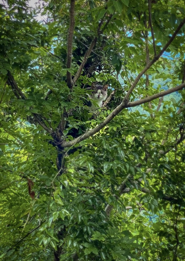 A-1 Watson Tree Service photo 4