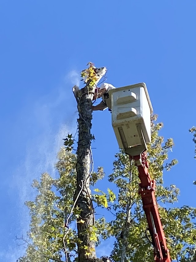 A&O Tree Service LLC photo 4