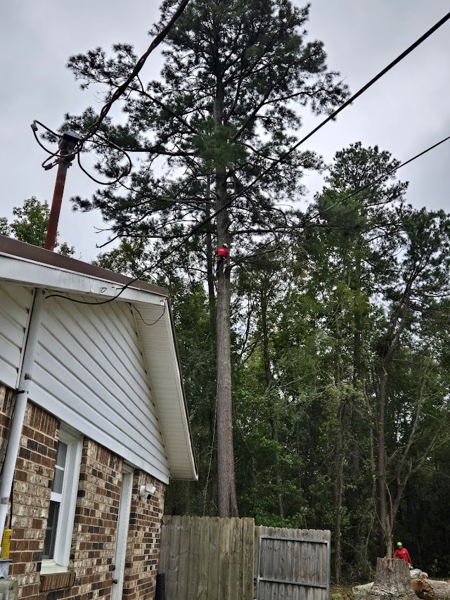 A & Y Tree Service