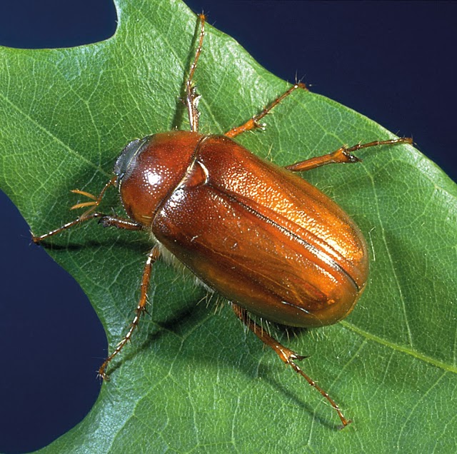 A1 Bed Bug Exterminator Atlanta photo 3