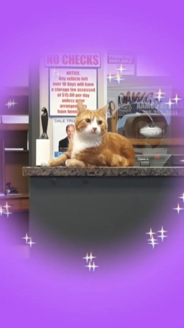 AAMCO Transmissions & Total Car Care photo 3