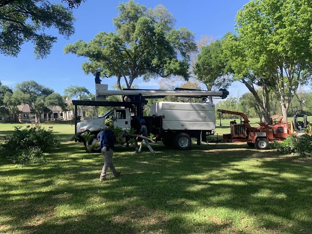 ACE Tree Service photo 1