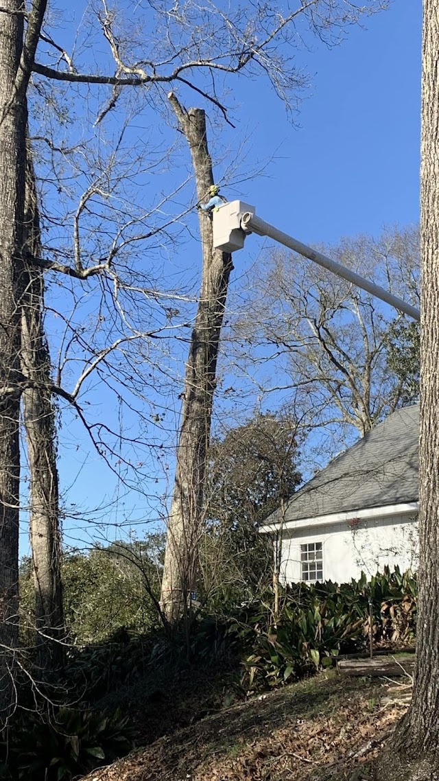 ACE Tree Service photo 2