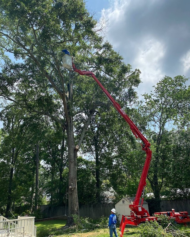 ACE Tree Service photo 2