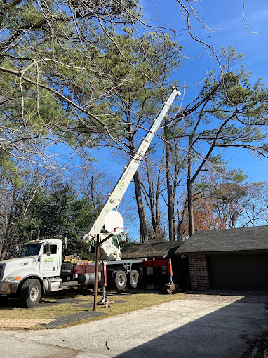 ACE Tree Service photo 3