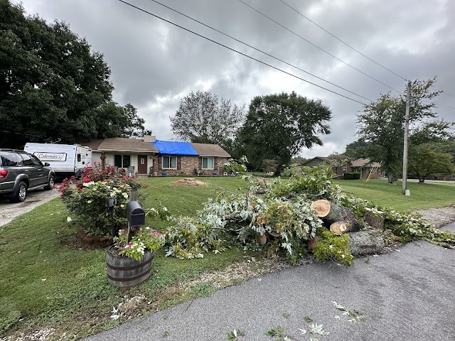 ACE Tree Service photo 2