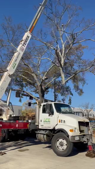 ACE Tree Service photo 3