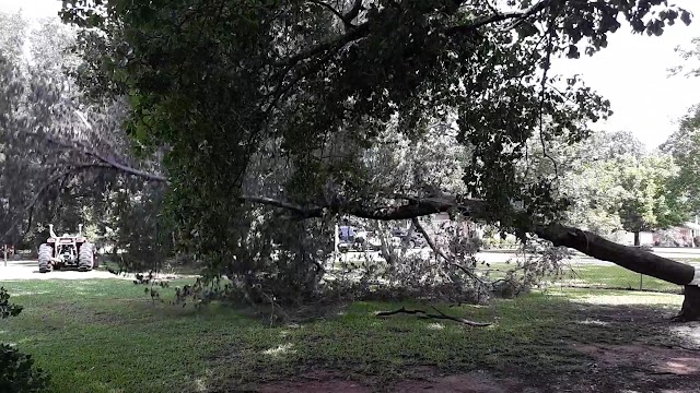 Advantage Tree Service photo 3