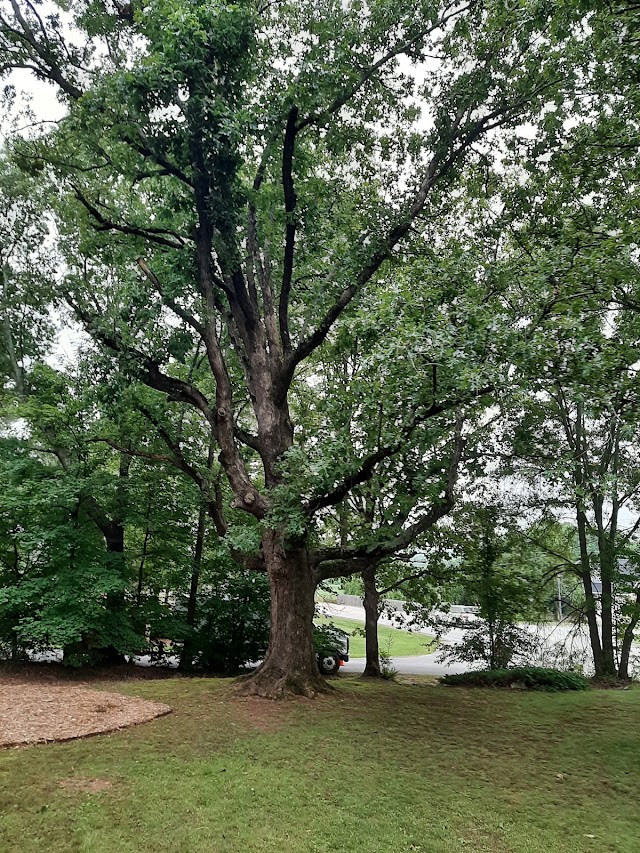 AKA Tree Service photo 2