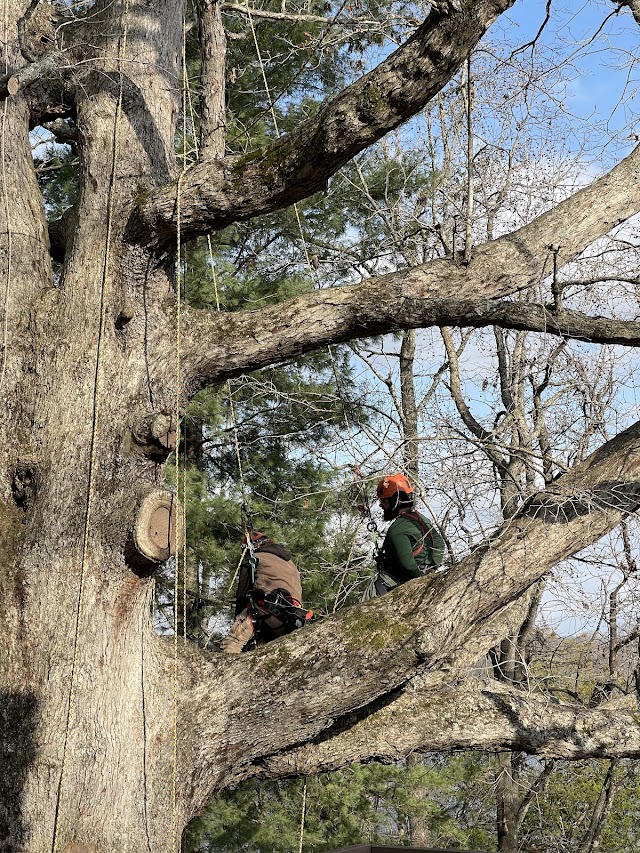Alabama Arbor