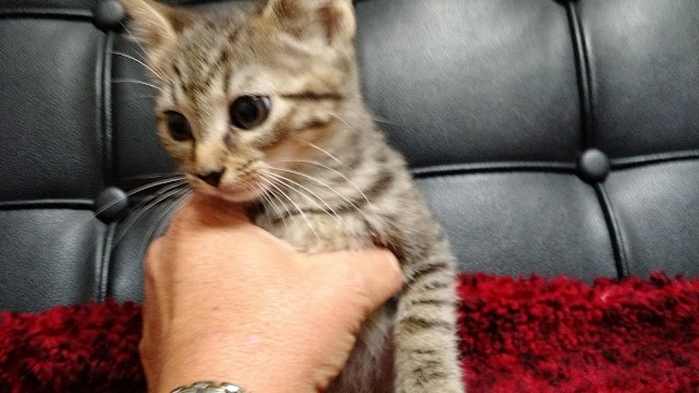 Animal Wellness Center of Athens photo 3