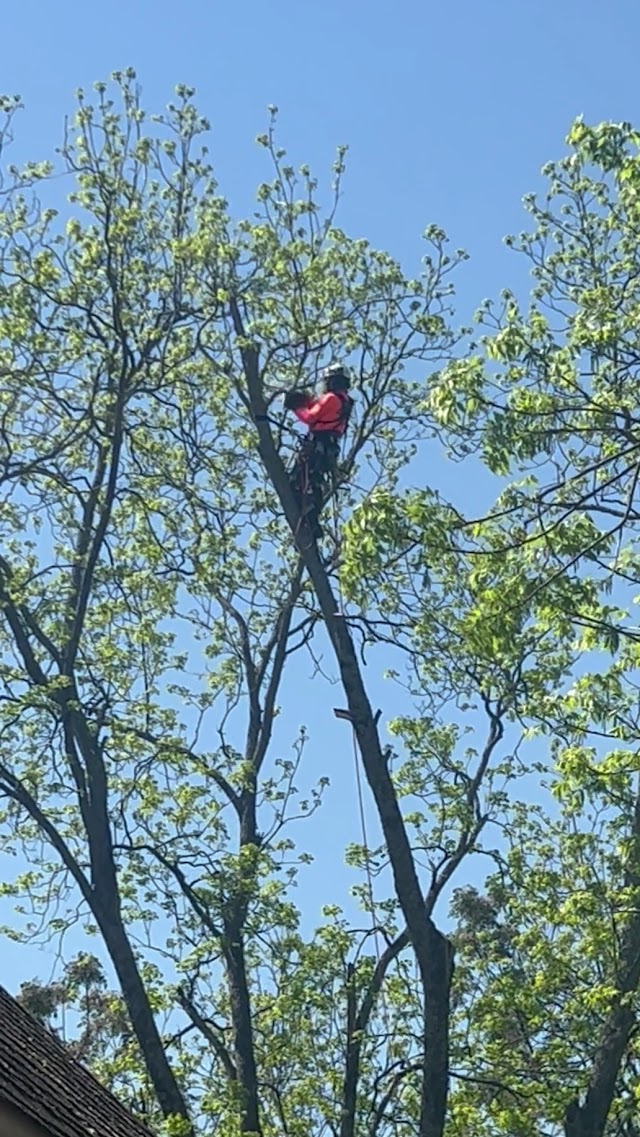 AnyTree Solution photo 3