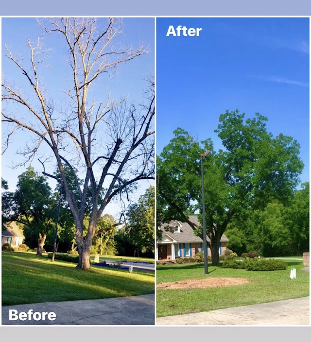 AnyTree Solution photo 4