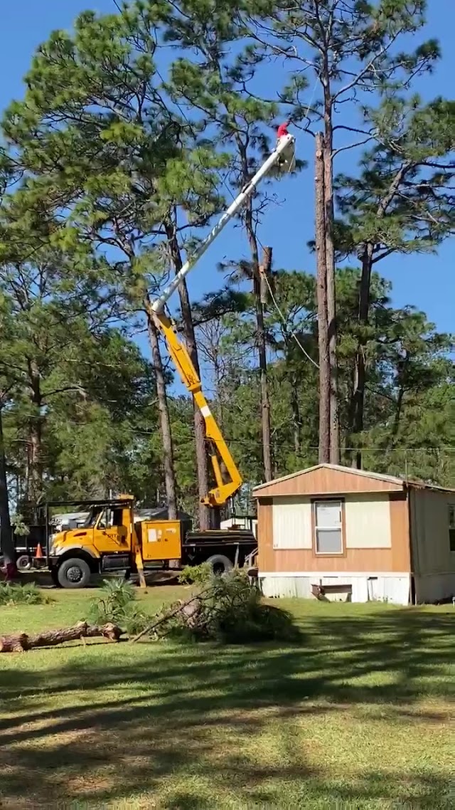 Apex Tree Removal and Trimming, LLC photo 2