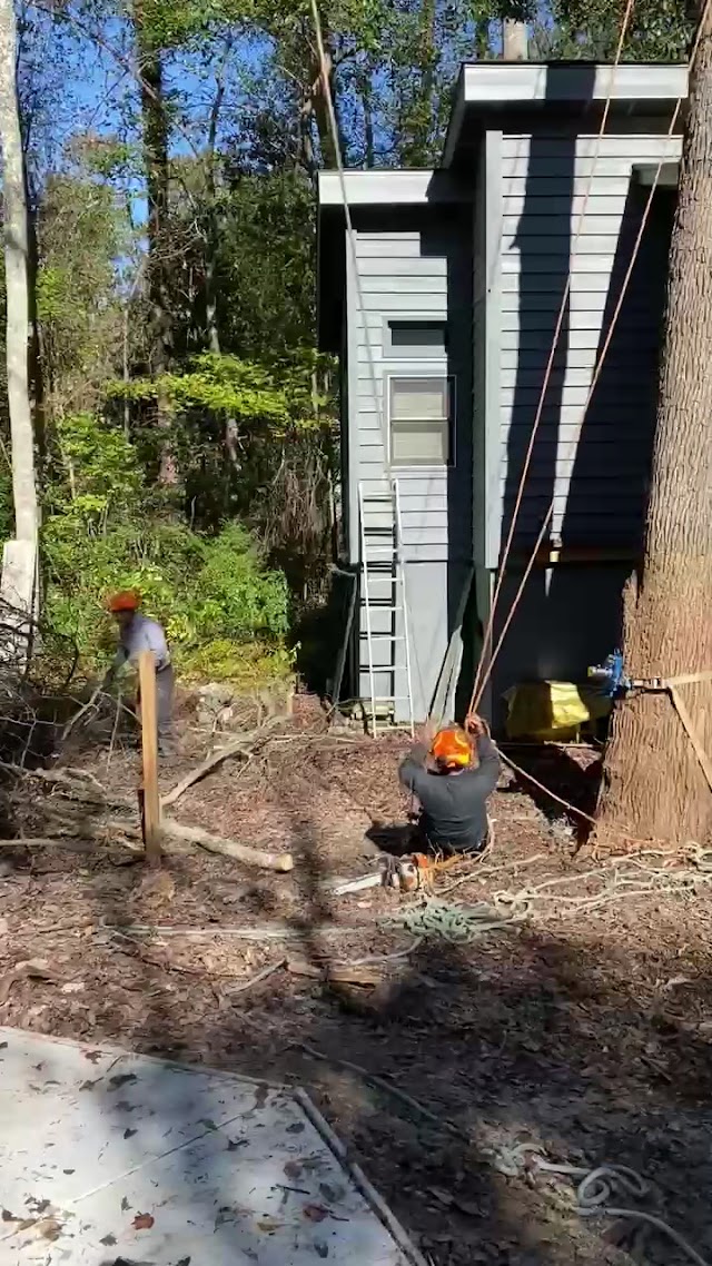 Apex Tree Removal and Trimming, LLC photo 3