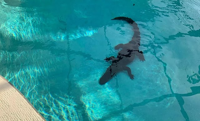 Aquaworks Pool Company
