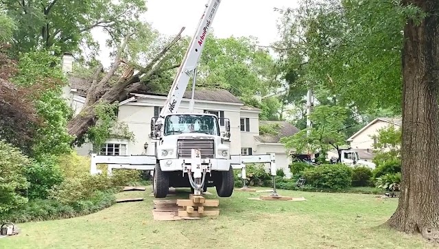 Arbor Pro Tree Service Company photo 3