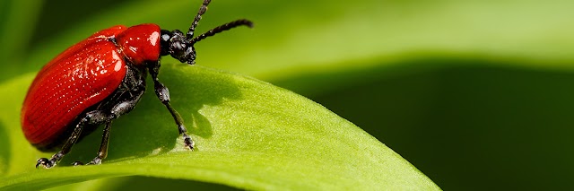 Arrow Exterminators photo 4