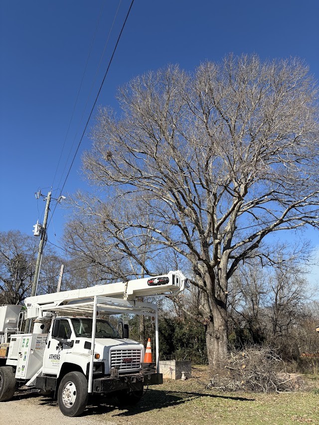 Athens Arborist photo 1
