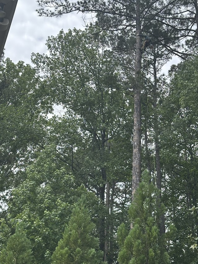 Atlanta Arbor Marietta Tree Service photo 2
