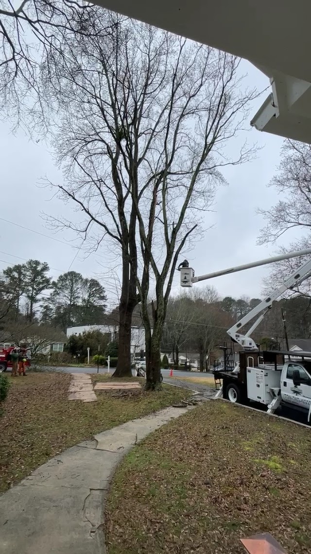 Atlanta Arbor Marietta Tree Service photo 3