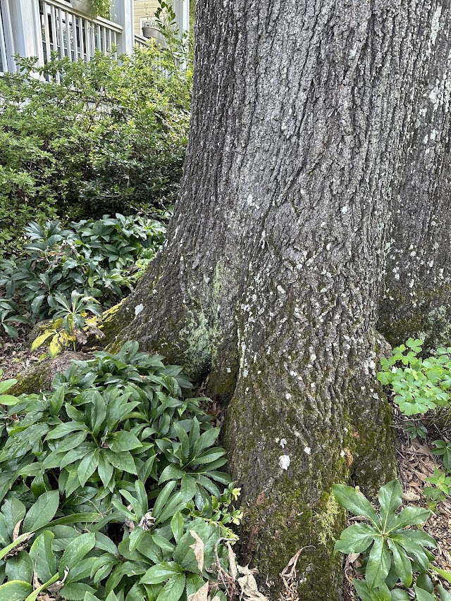 Atlanta Arborist Services, LLC photo 2