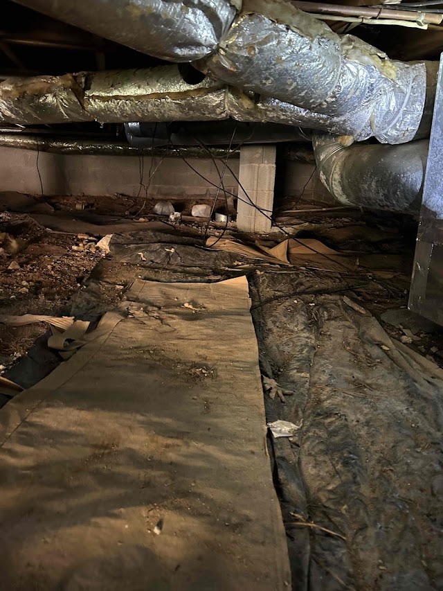 Atlanta Mold and cleaning LLC Mold Removal & Testing photo 1