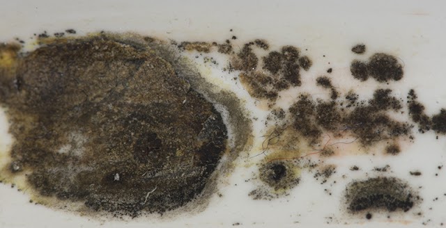 Atlanta Mold and cleaning LLC Mold Removal & Testing photo 3