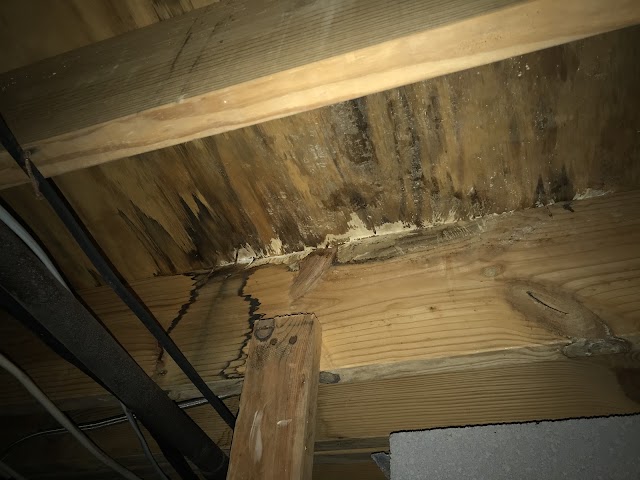 Atlanta Mold photo 1