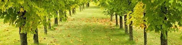 Augusta Lawn & Turf. photo 2
