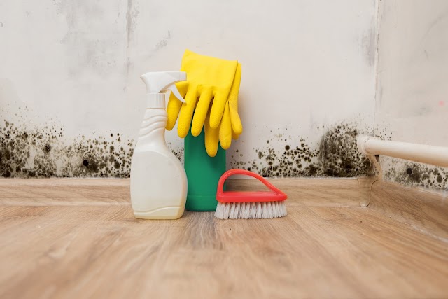 Augusta Mold Control and Removal