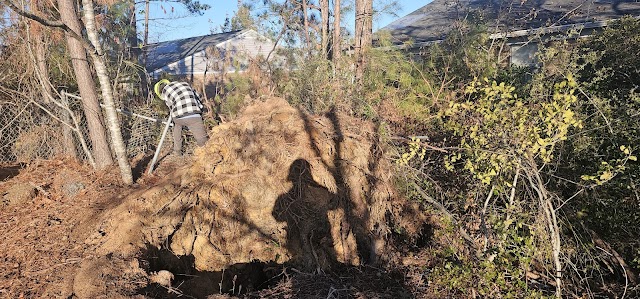 Augusta Tree Removal photo 2