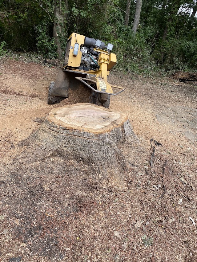 Augusta Tree Removal photo 3