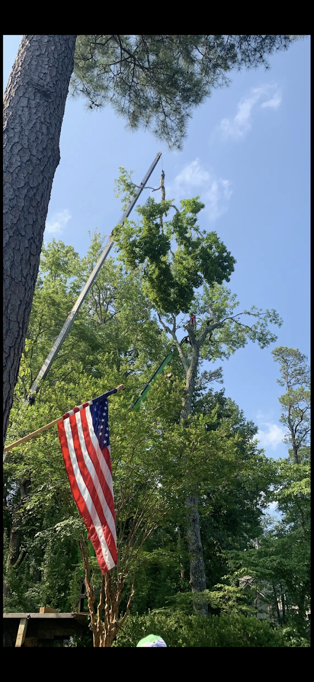 Avery Tree Care