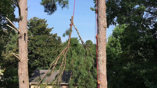 Bailey Tree Care photo 2