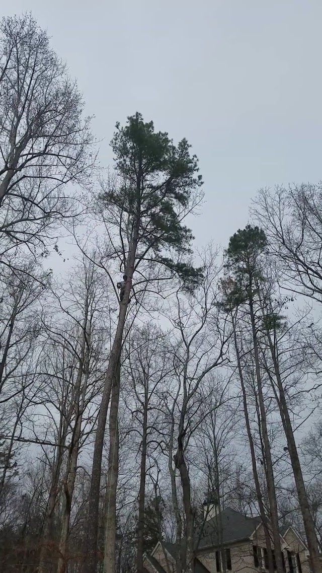 Bailey Tree Care photo 3