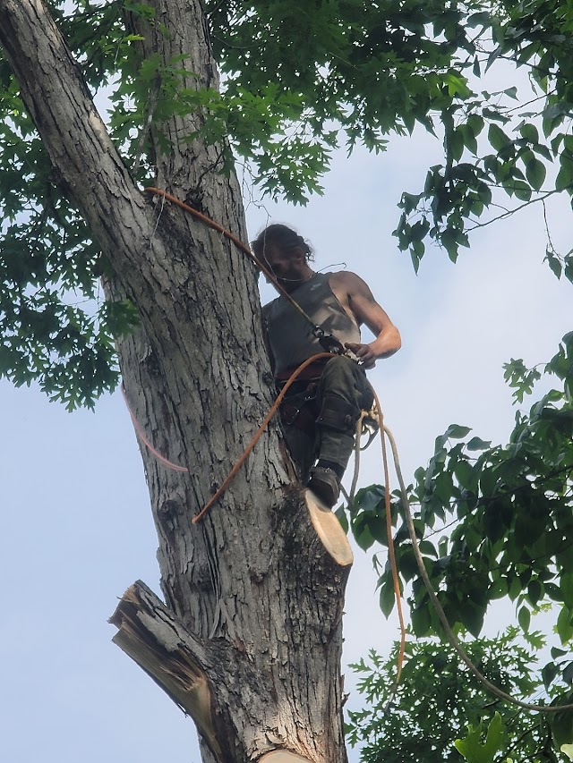 Bailey Tree Care photo 4