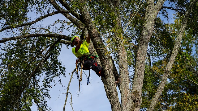 Bartlett Tree Experts photo 3