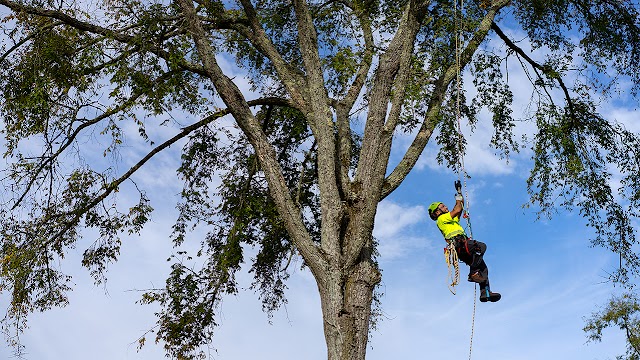 Bartlett Tree Experts photo 3