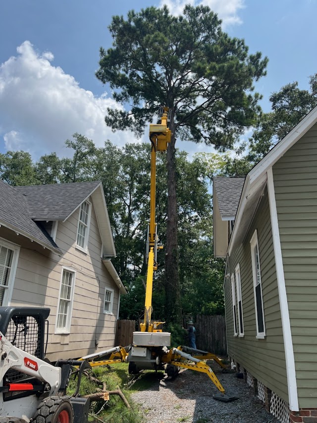 Battiste Tree Services photo 3