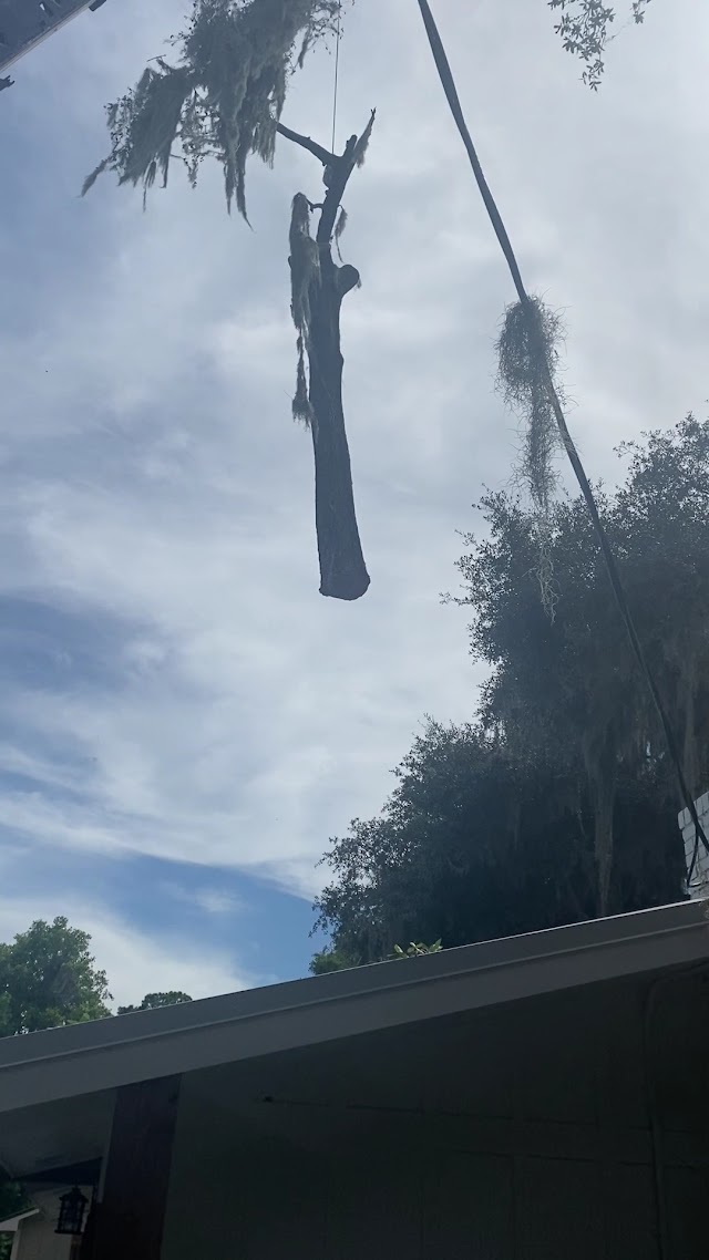 Bennett's Tree Service Inc. photo 2