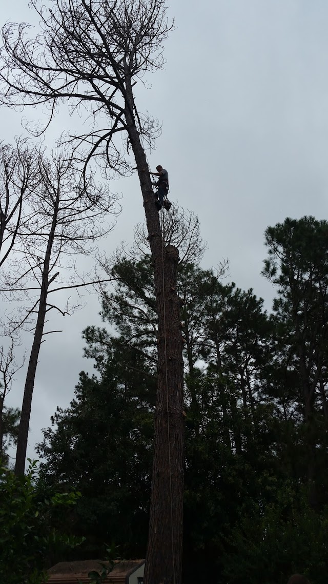 Bennett's Tree Service Inc. photo 4