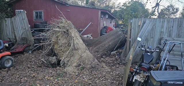 Big Dog Stump & Tree photo 3