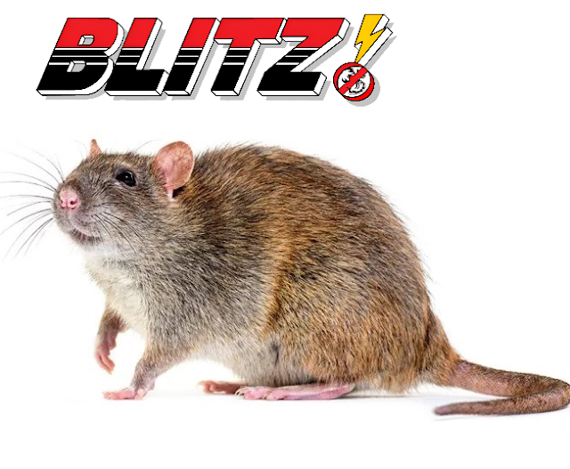 Blitz Exterminators, LLC photo 2