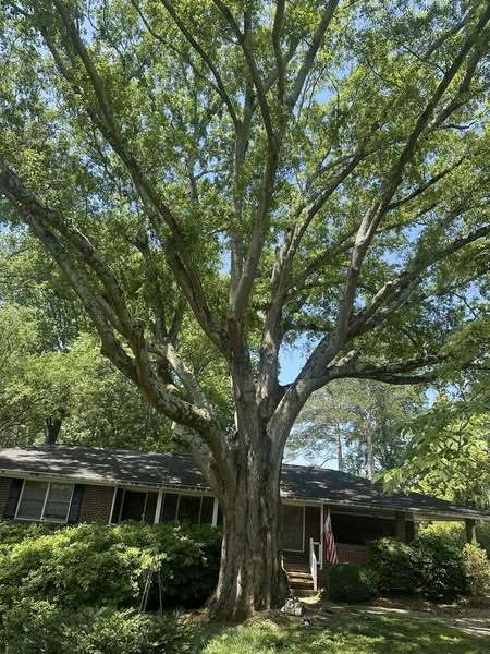 Boutte Tree, Inc. photo 2