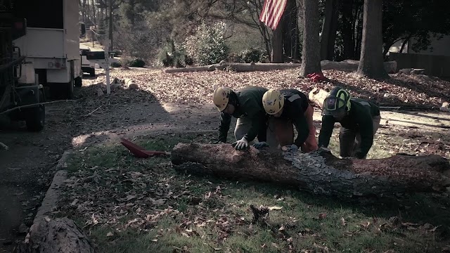 Boutte Tree, Inc. photo 3