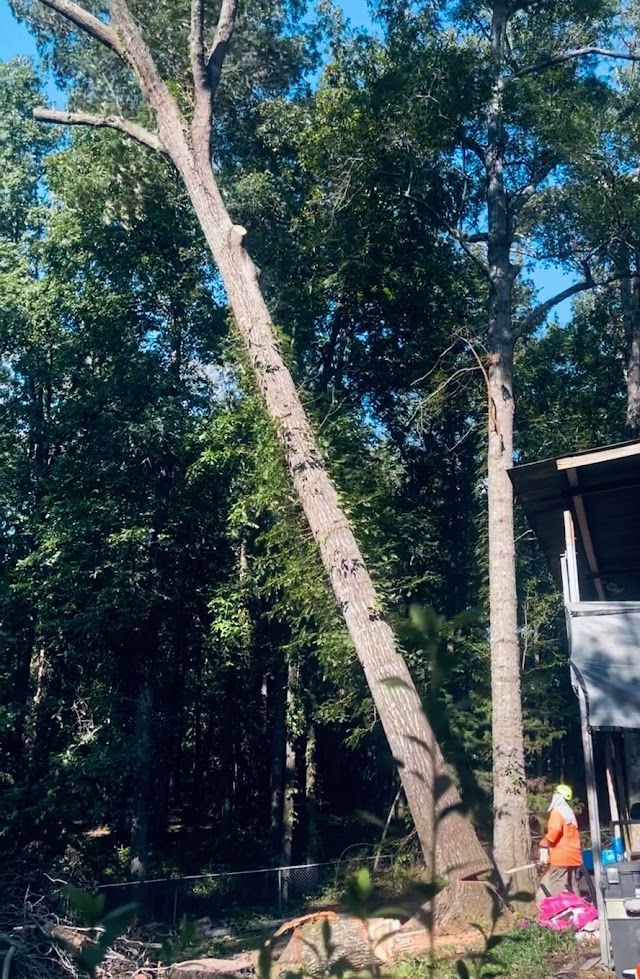 Bradley Tree Works photo 3
