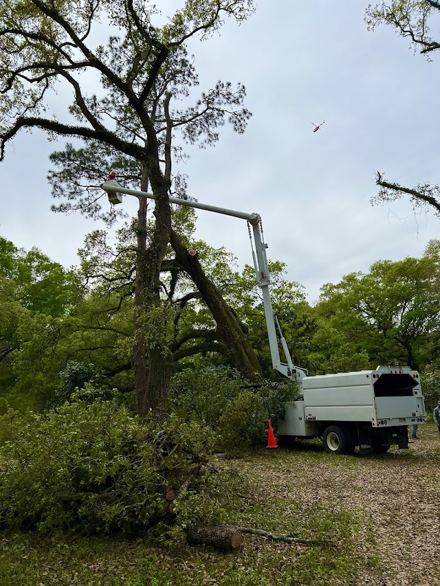 Cain's Tree Service photo 2